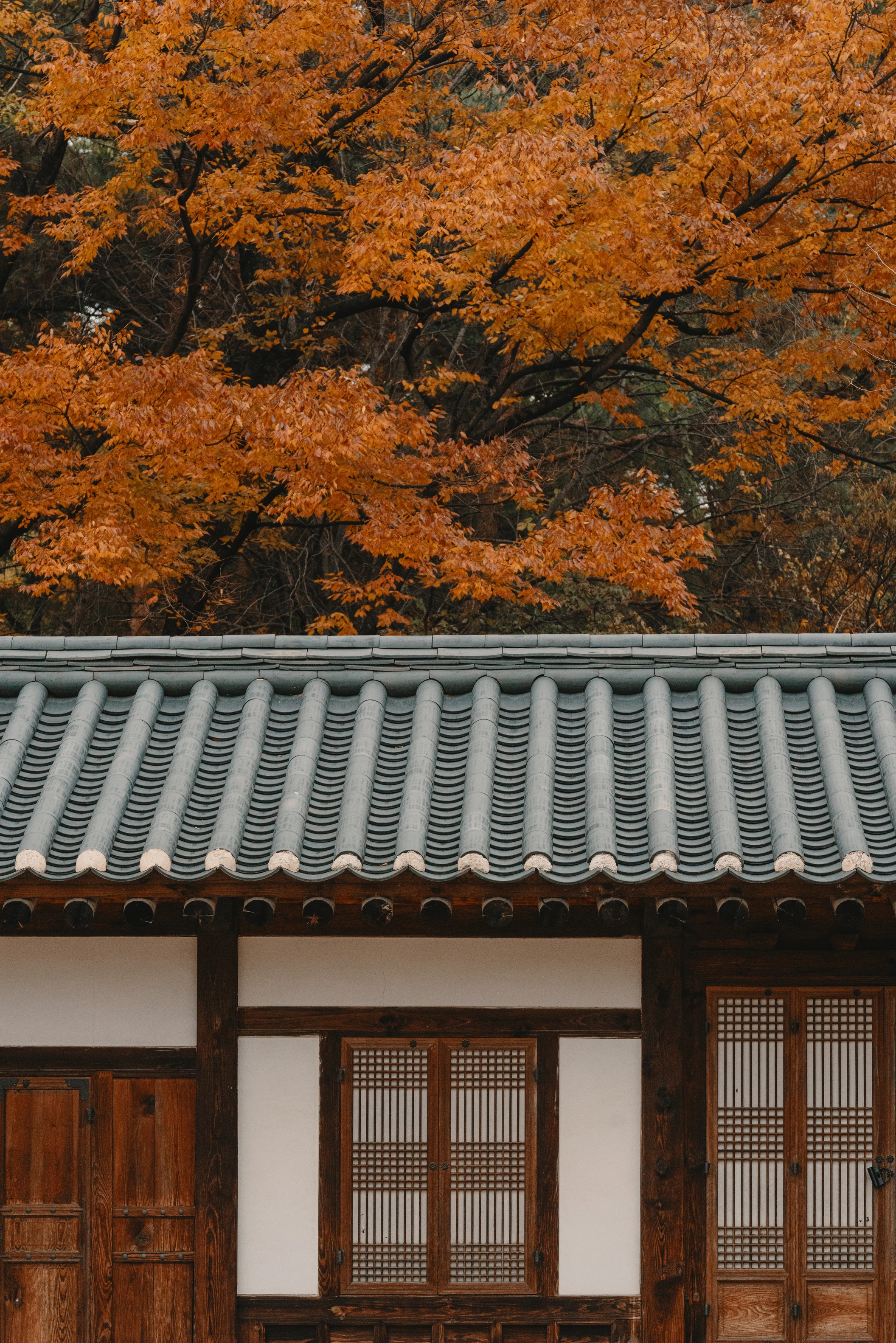 Traditional Korean House with Autumn Trees